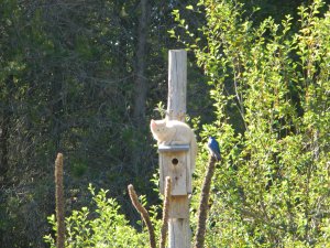 When we sat down to enjoy a cup of tea in our revitalized Adirondack chairs our kitten was over extending his welcome on the bird's home.  You can see the stare down occurring.  This is the first time this bird house had a nest and probably the last after this season.